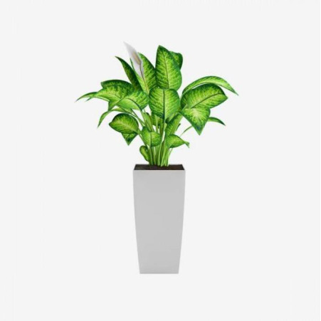 Wężownica 'Fernwood Mikado'