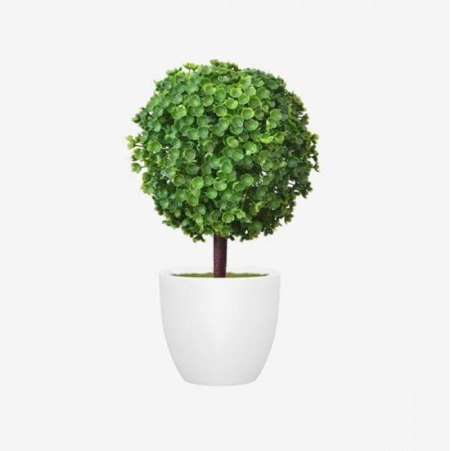 Wężownica 'Fernwood Mikado'