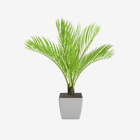 Haworsja fasciata 'Alba'